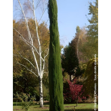 CUPRESSUS sempervirens TOTEM