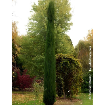 CUPRESSUS sempervirens TOTEM