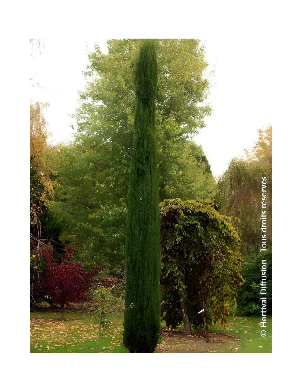 CUPRESSUS sempervirens TOTEM