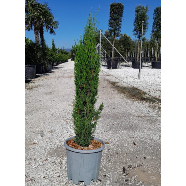CUPRESSUS sempervirens TOTEM En pot de 12-15 litres hauteur 100-125 cm
