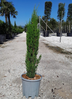 CUPRESSUS sempervirens TOTEM En pot de 12-15 litres hauteur 100-125 cm