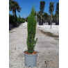 CUPRESSUS sempervirens TOTEM En pot de 12-15 litres hauteur 100-125 cm