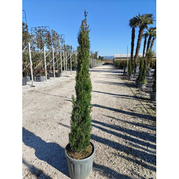 CUPRESSUS sempervirens TOTEM En pot de 15-20 litres hauteur 125-150 cm