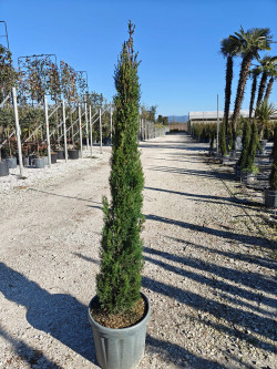 CUPRESSUS sempervirens TOTEM En pot de 15-20 litres hauteur 125-150 cm