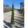 CUPRESSUS sempervirens TOTEM En pot de 15-20 litres hauteur 125-150 cm