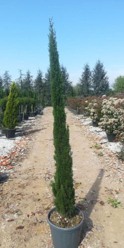 CUPRESSUS sempervirens TOTEM En pot de 25-30 litres hauteur 175-200 cm