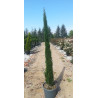 CUPRESSUS sempervirens TOTEM En pot de 25-30 litres hauteur 175-200 cm