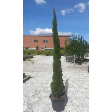 CUPRESSUS sempervirens TOTEM En pot de 30-35 litres hauteur 200-250 cm