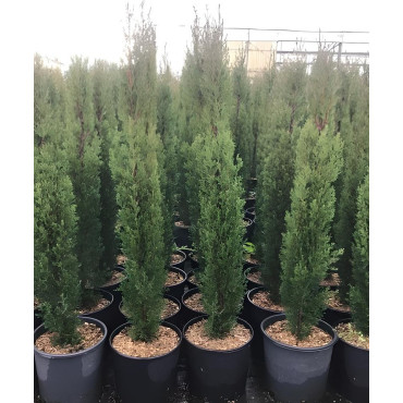 CUPRESSUS sempervirens TOTEM En pot de 7-10 litres hauteur 080-100 cm