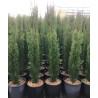 CUPRESSUS sempervirens TOTEM En pot de 7-10 litres hauteur 080-100 cm