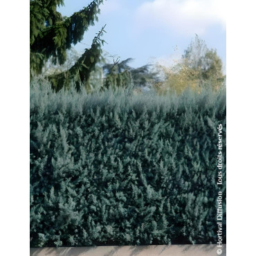 CUPRESSUS arizonica FASTIGIATA