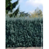 CUPRESSUS arizonica FASTIGIATA