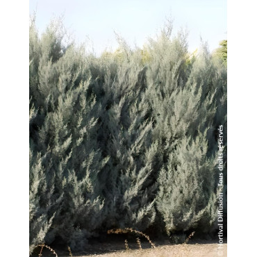 CUPRESSUS arizonica FASTIGIATA