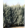 CUPRESSUS arizonica FASTIGIATA