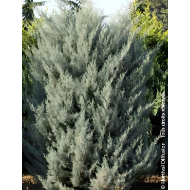 CUPRESSUS arizonica FASTIGIATA