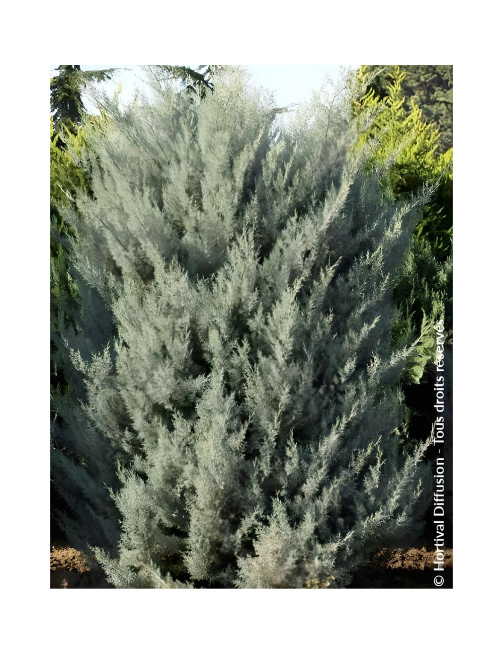 CUPRESSUS arizonica FASTIGIATA