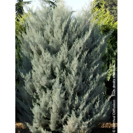 CUPRESSUS arizonica FASTIGIATA