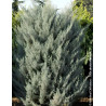 CUPRESSUS arizonica FASTIGIATA