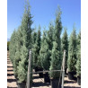 CUPRESSUS arizonica FASTIGIATA En pot de 50-70 litres hauteur 250-300 cm