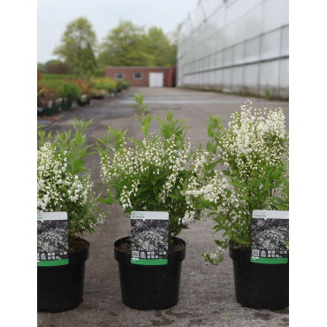 DEUTZIA gracilis En pot de 3-4 litres buisson hauteur 020-030 cm