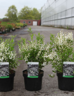 DEUTZIA gracilis En pot de 3-4 litres buisson hauteur 020-030 cm