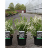 DEUTZIA gracilis En pot de 3-4 litres buisson hauteur 020-030 cm