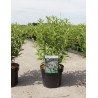 DEUTZIA gracilis En pot de 4-5 litres buisson hauteur 030-040 cm