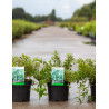 DEUTZIA gracilis NIKKO En pot de 3-4 litres buisson hauteur 030-040 cm