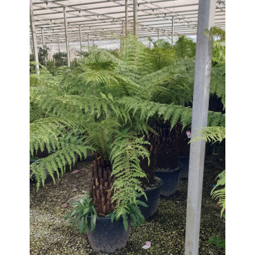DICKSONIA antartica En pot hauteur du tronc 050-060 cm