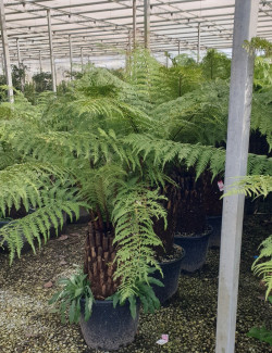 DICKSONIA antartica En pot hauteur du tronc 050-060 cm