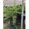 DICKSONIA antartica En pot hauteur du tronc 050-060 cm