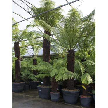 DICKSONIA antartica