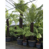 DICKSONIA antartica