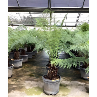 DICKSONIA antartica En pot hauteur du tronc 030-040 cm