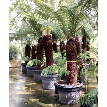 DICKSONIA antartica En pot hauteur du tronc 140-160 cm