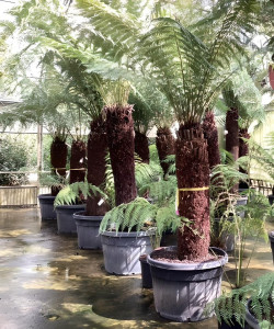 DICKSONIA antartica En pot hauteur du tronc 140-160 cm