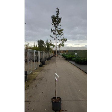 ELAEAGNUS angustifolia En pot de 15-20 litres tige hauteur du tronc 190-210 cm circonférence du tronc 06-08 cm