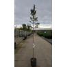 ELAEAGNUS angustifolia En pot de 15-20 litres tige hauteur du tronc 190-210 cm circonférence du tronc 06-08 cm