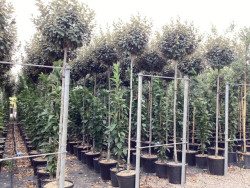 ELAEAGNUS ebbingei En pot de 30-35 litres tige hauteur du tronc 190-210 cm circonférence du tronc 08-10 cm