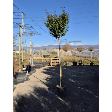 ELAEAGNUS ebbingei En pot de 30-35 litres tige hauteur du tronc 190-210 cm circonférence du tronc 08-10 cm