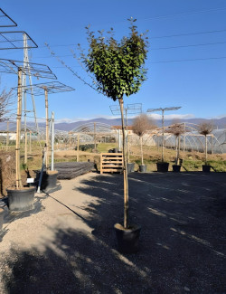 ELAEAGNUS ebbingei En pot de 30-35 litres tige hauteur du tronc 190-210 cm circonférence du tronc 08-10 cm