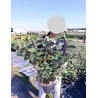 ELAEAGNUS ebbingei En pot de 4-5 litres buisson hauteur 060-080 cm