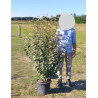ELAEAGNUS ebbingei En pot de 15-20 litres buisson hauteur 125-150 cm
