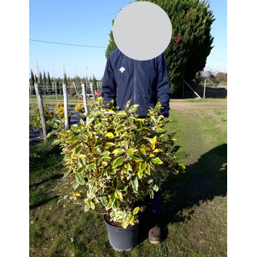 ELAEAGNUS ebbingei Gilt hedge En pot de 10-12 litres buisson hauteur 070-080 cm