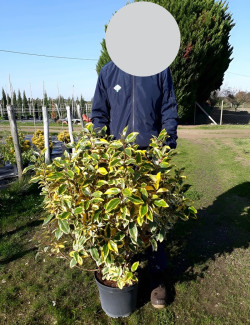 ELAEAGNUS ebbingei Gilt hedge En pot de 10-12 litres buisson hauteur 070-080 cm