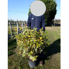 ELAEAGNUS ebbingei Gilt hedge En pot de 10-12 litres buisson hauteur 070-080 cm