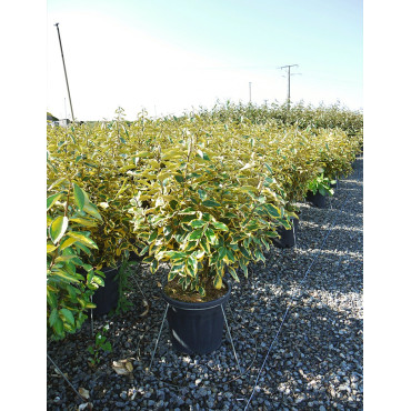 ELAEAGNUS ebbingei Gilt hedge En pot de 15-20 litres buisson hauteur 080-100 cm