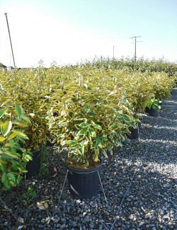 ELAEAGNUS ebbingei Gilt hedge En pot de 15-20 litres buisson hauteur 080-100 cm