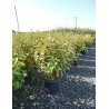 ELAEAGNUS ebbingei Gilt hedge En pot de 15-20 litres buisson hauteur 080-100 cm