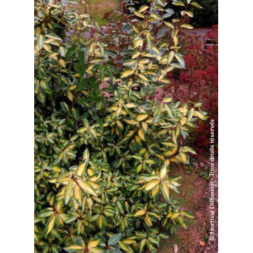 ELAEAGNUS ebbingei LIMELIGHT